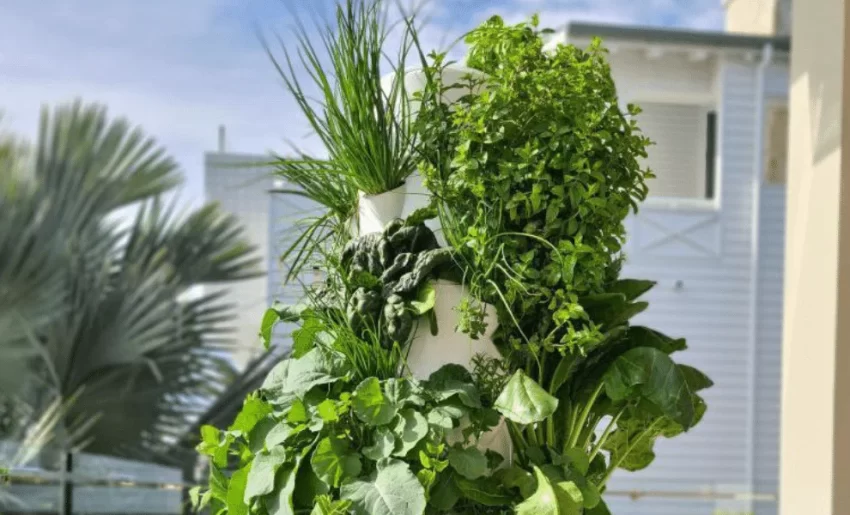 The Indoor Gardening with Aeroponic Growing